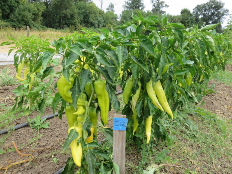Sweet Pepper Seeds, Samsun Çarliston Samsun Carliston pepper plants photographed in the field in Oregon.