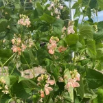 Prolific Sunset Runner Bean flowers are visited by a bumble bee.