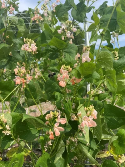 Sunset RB1 Prolific Sunset Runner Bean flowers are visited by a bumble bee.