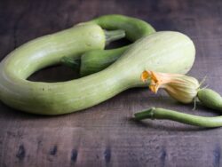 Baby and fully-grown Tromboncino summer squash fruits photographed on backdrop with wood pattern.