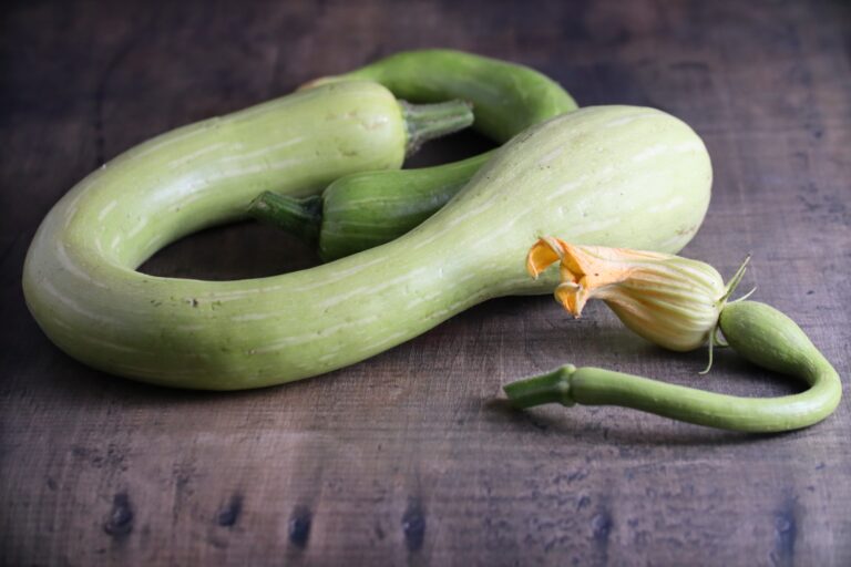 Summer Squash Seeds, Tromboncino Baby and fully-grown Tromboncino summer squash fruits photographed on backdrop with wood pattern.