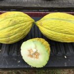 Melon Seeds, Gelenbe Candy
