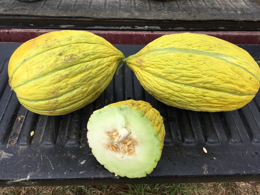 Two whole and one half of Turkish Sarı Dilim melons photographed on the bed of a farm truck.