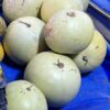 White-seeded Ayas1 White-seeded Ayas watermelons photographed on market stand.