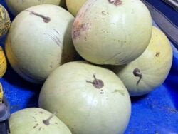 White-seeded Ayas watermelons photographed on market stand.