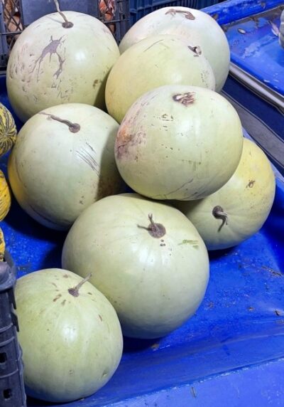 White-seeded Ayas1 White-seeded Ayas watermelons photographed on market stand.