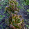 Yugoslavian Red A row of Yugoslavian Red lettuce plants photographed in the field.