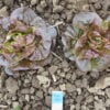 Two Yugoslavian Red lettuce plants photographed in the field.