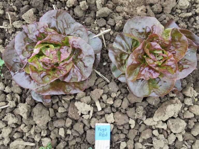 Two Yugoslavian Red lettuce plants photographed in the field.
