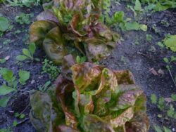 A row of Yugoslavian Red lettuce plants photographed in the field.