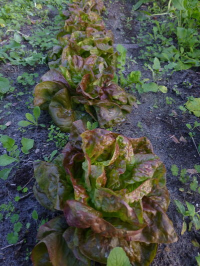 Yugoslavian Red A row of Yugoslavian Red lettuce plants photographed in the field.