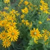 Bright yellow rudbeckia flowers in green foliage