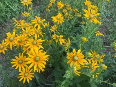 rudbeckia_green_eyes Bright yellow rudbeckia flowers in green foliage