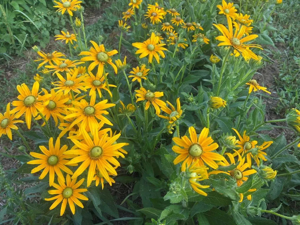 rudbeckia green eyes