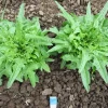 Two lush green lettuce plants
