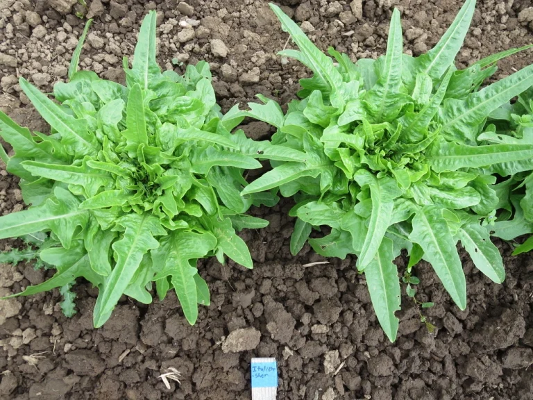 Two lush green lettuce plants