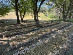 Garlic bulbs curing after harvest