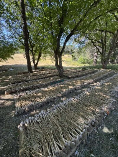 Moghadam Rocambole_1 Garlic bulbs curing after harvest