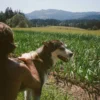 Moghadam Rocambole_2 Garlic, farmer Sasha Moghadam and Mooshi the dog pictured on the Husum, WA, farm