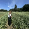 Moghadam Rocambole_4 Garlic is growing on the Husum, WA, farm