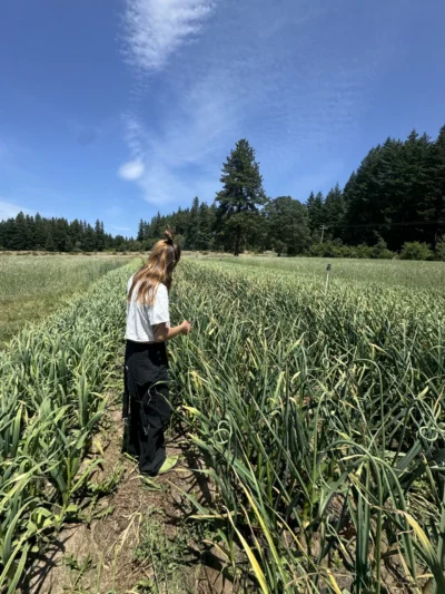 Moghadam Rocambole_4 Garlic is growing on the Husum, WA, farm
