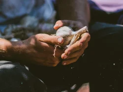 Garlic farmer Sasha Moghadam closely examining a garlic bulb