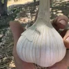 Large bulb of fresh garlic