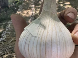 Large bulb of fresh garlic