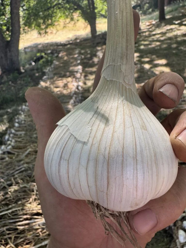 Garlic Bulbs, Moghadam Marbled Stripe Large bulb of fresh garlic