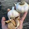 Hand holding garlic bulbs and cloves