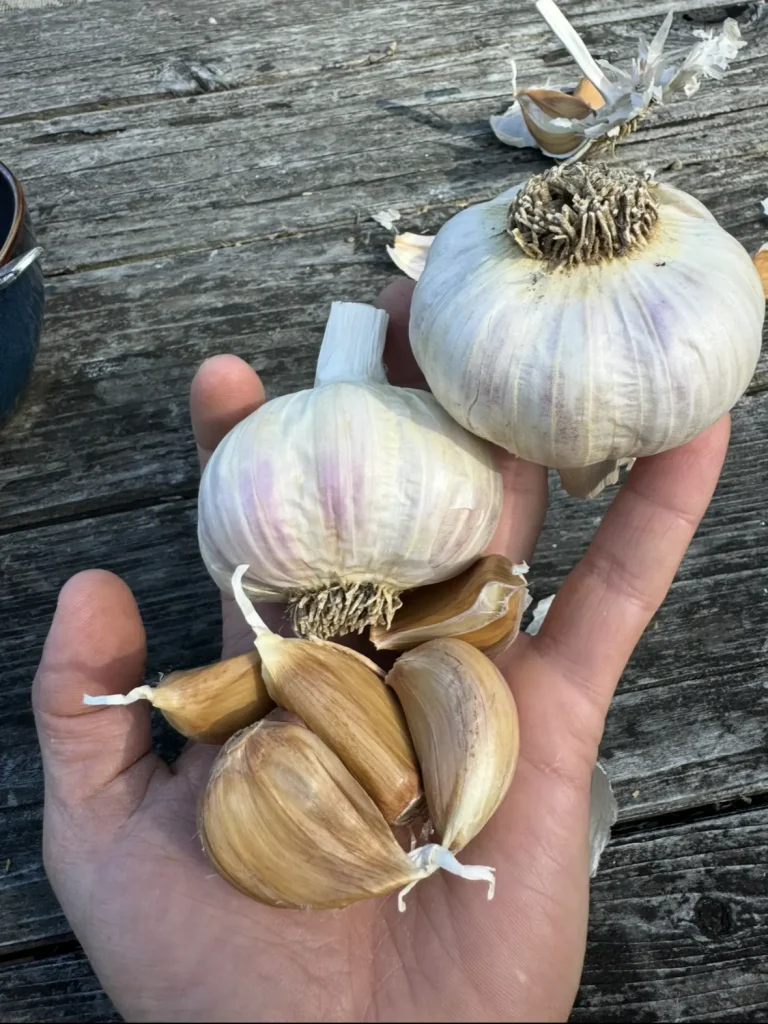 Garlic Bulbs, Moghadam Rocambole Hand holding garlic bulbs and cloves