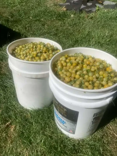 coyote_tomato_fruits Two buckets filled with Coyote cherry tomatoes