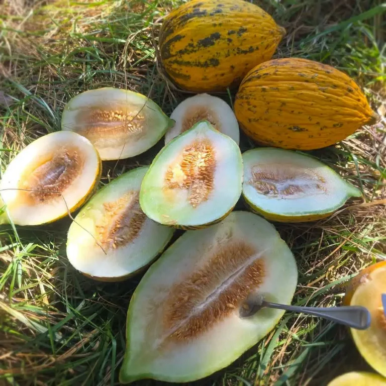 Sliced Kırkağaç 589 melons on grassy surface.