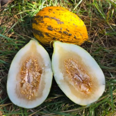 kirkagac_589_melon_2 Yellow melon with cut halves displayed