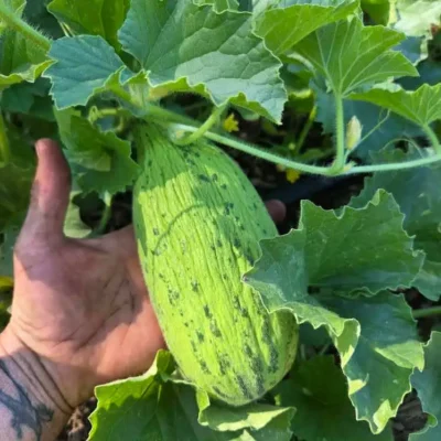kirkagac_589_melon_3 Unripe melon on the vine