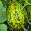 kirkagac_589_melon_4 Ripening melon on the vine