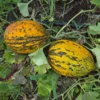 kirkagac_589_melon_5 Melon Seeds, Kırkağaç 589