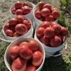 pink tomato brandywine in buckets