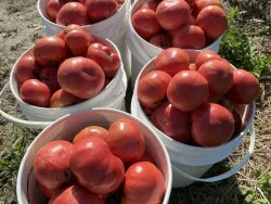 Tomato Seeds, Brandywine Sudduth Strain