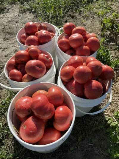 pink_tomato_brandywine_in_buckets Tomato Seeds, Brandywine Sudduth Strain