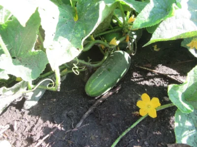 cucumber_ashley_1 Ashley cucumber on the vine