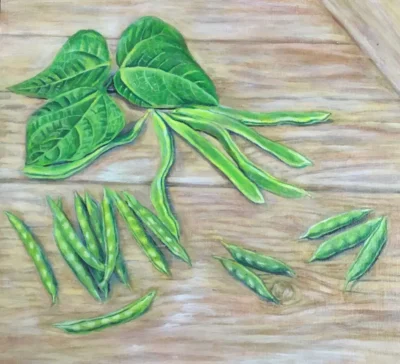 green_bean_jade_bush Jade bush green bean illustration