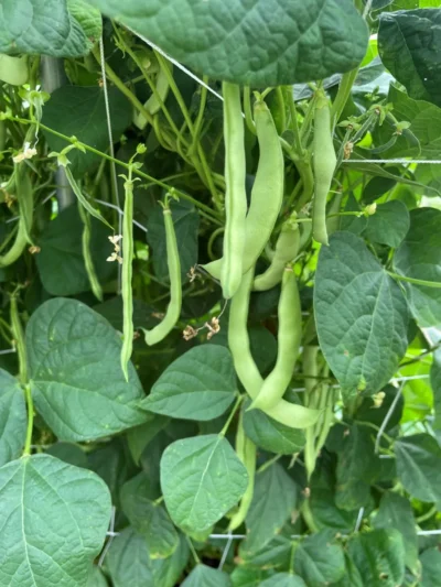 green_bean_mevlana_brown Mevlana Brown green beans on the plants