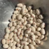 green_bean_mevlana_brown_seeds Green Bean Seeds, Mevlana Brown