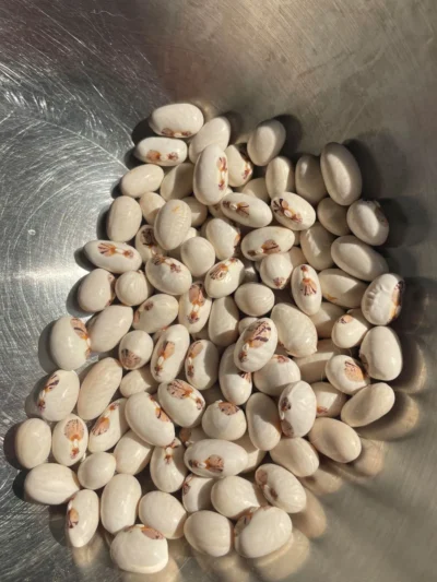 green_bean_mevlana_brown_seeds Green Bean Seeds, Mevlana Brown