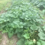 Summer Squash Seeds, Ampul Dolma