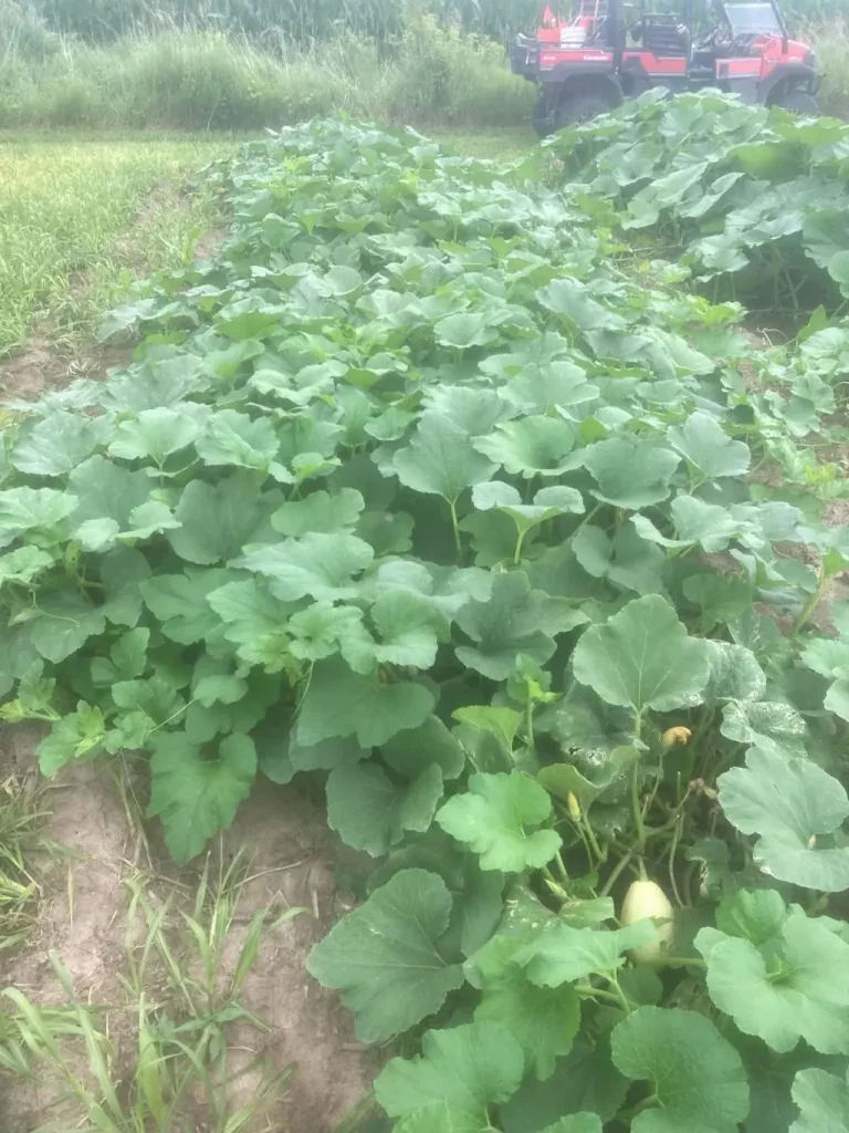 Summer Squash Seeds, Ampul Dolma Lush green Ampul Dolma summer squash plants in field