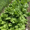Balady Aswan celtuce in the field