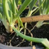 Ordu Beyaz Bilek2_2 Green onions in a pot