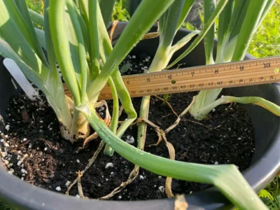 Ordu Beyaz Bilek2_2 Green onions in a pot